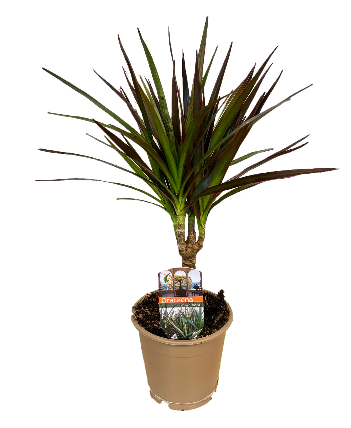 Dracaena Magenta 40cm 12cm Pot