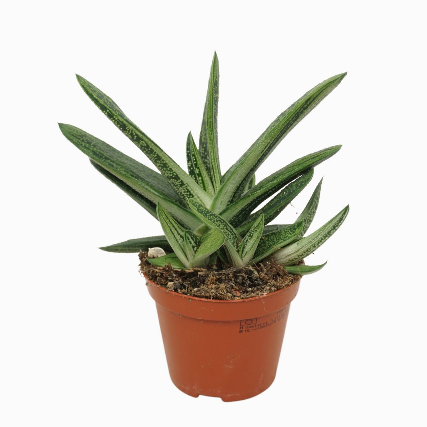 Gasteria Little Warty 10cm 8.5cm Pot