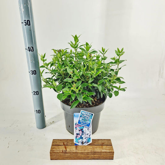 Viburnum tinus Eve Price 35cm 23cm Pot