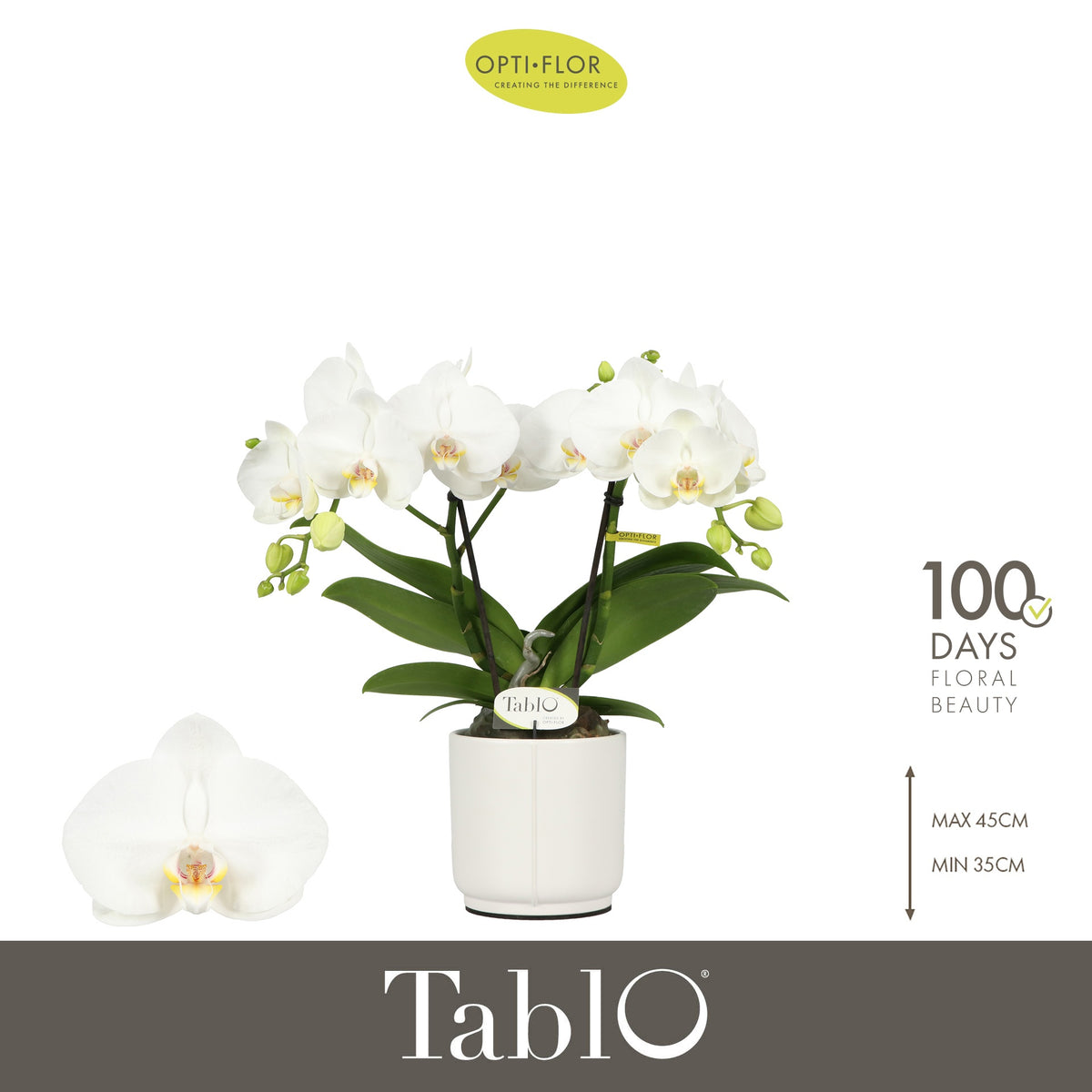 Phalaenopsis white 40cm 12cm Pot