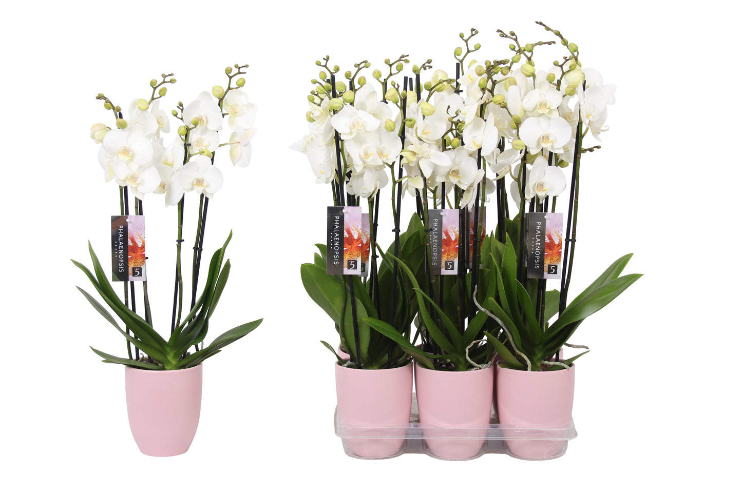 Phalaenopsis white (+ drp.ceramic) 60cm 12cm Pot
