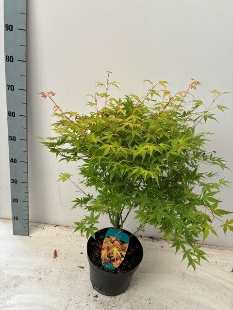 Acer Katsura 60cm 23cm Pot