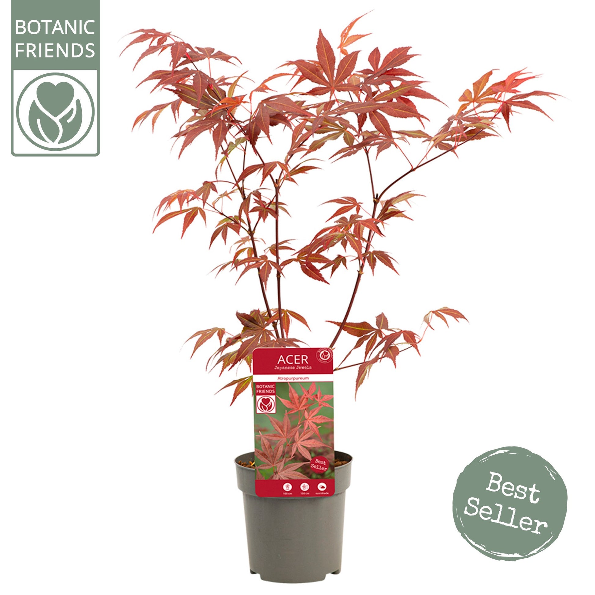 Acer Atropurpureum 40cm 10cm Pot