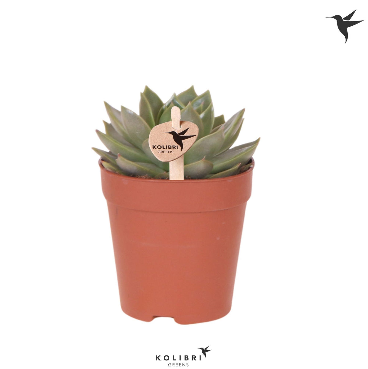 Echeveria Hybrid 13cm 9cm Pot