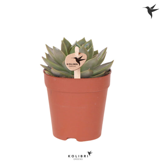 Echeveria Hybrid 13cm 9cm Pot