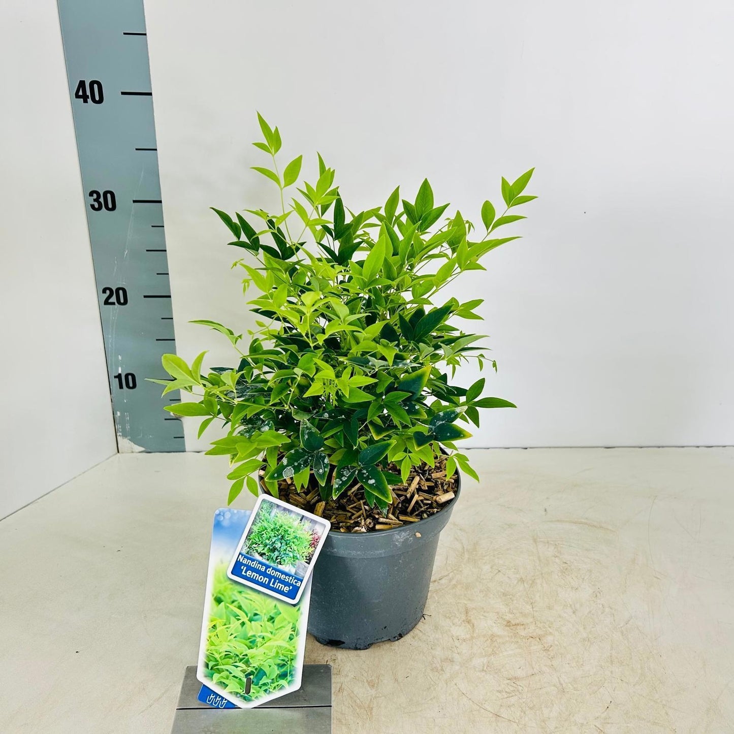 Nandina domestica Lemon Lime 30cm 17cm Pot