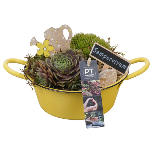 arr. Sempervivum 13cm 19cm Pot