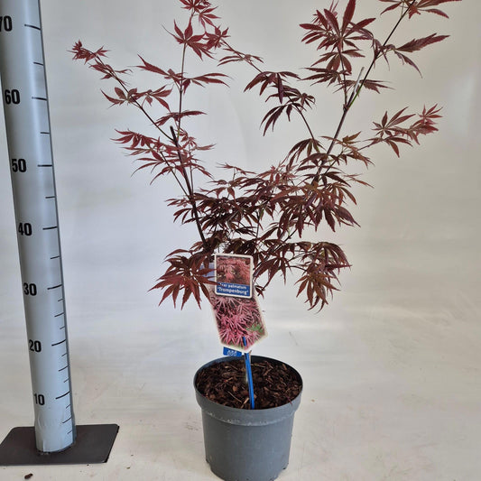 Acer Trompenburg 70cm 19cm Pot