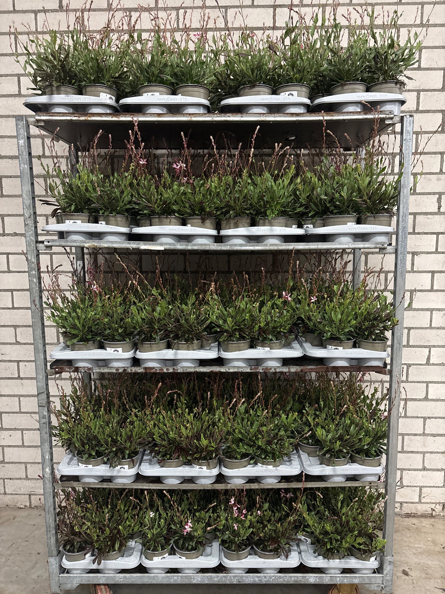 Gaura lindheimeri 40cm 13cm Pot