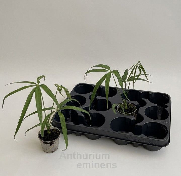 Plants 20cm 7cm Pot