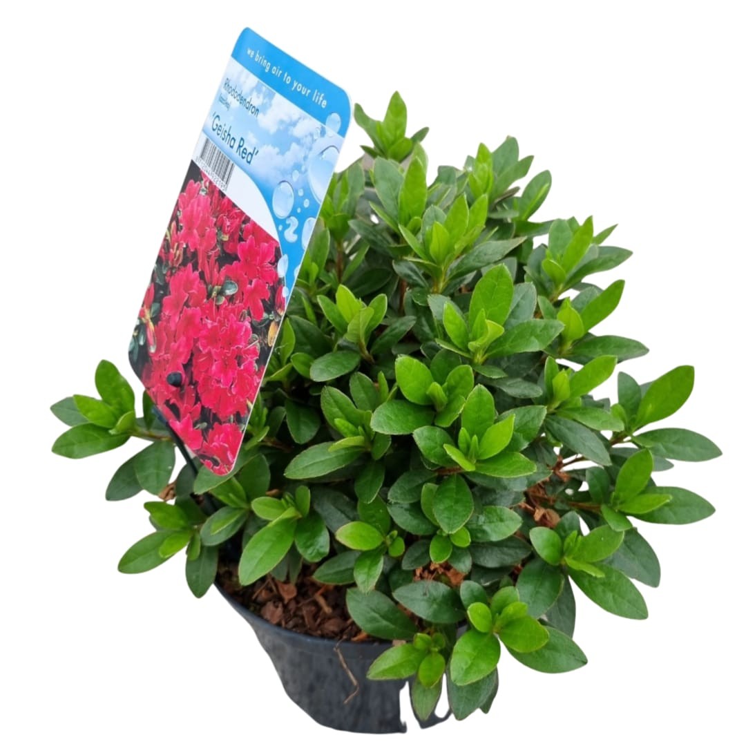 Rhododendron Geisha Red 35cm 18cm Pot