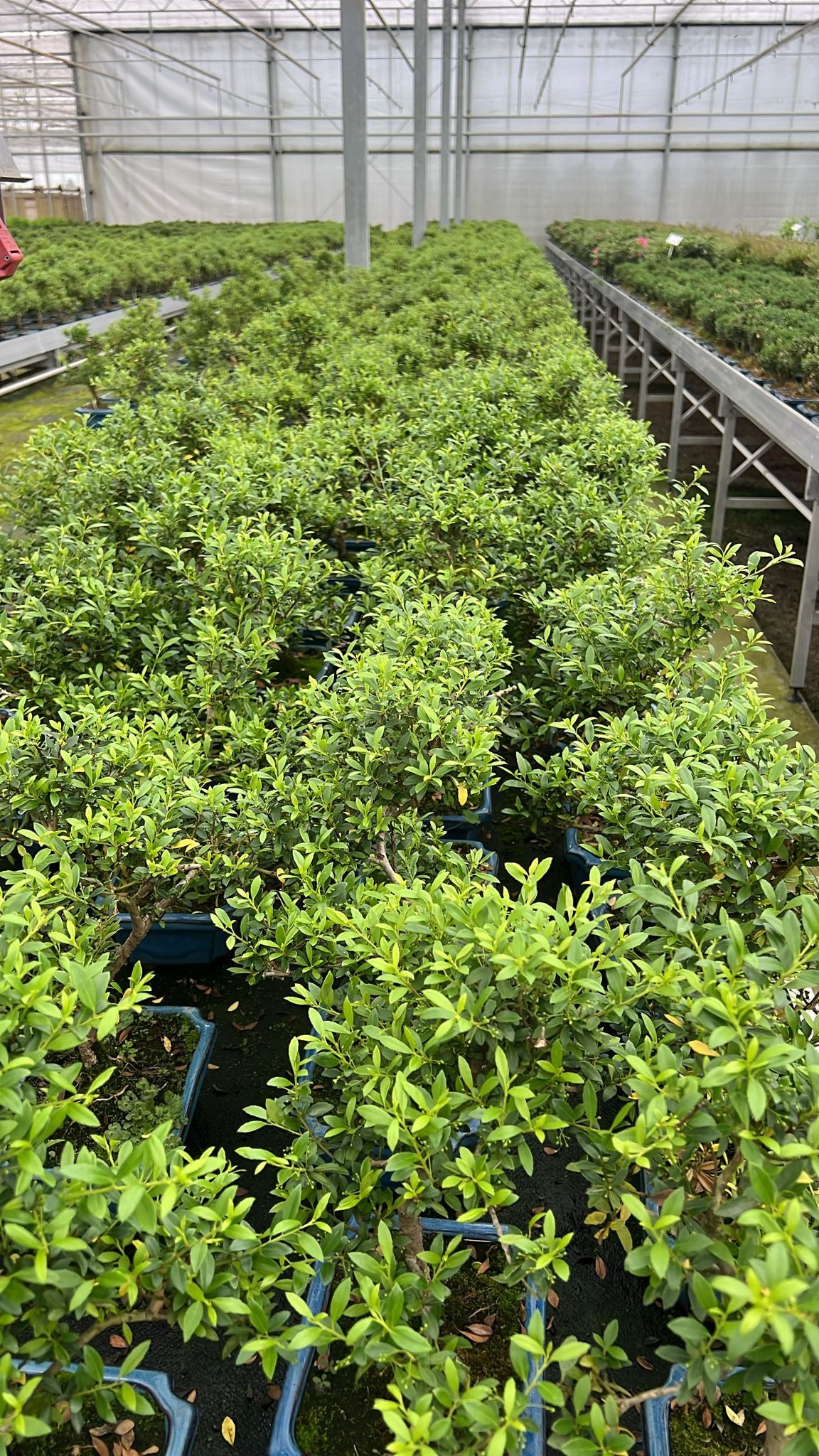 Lodder Bonsai BV Ilex crenata Pack of 6