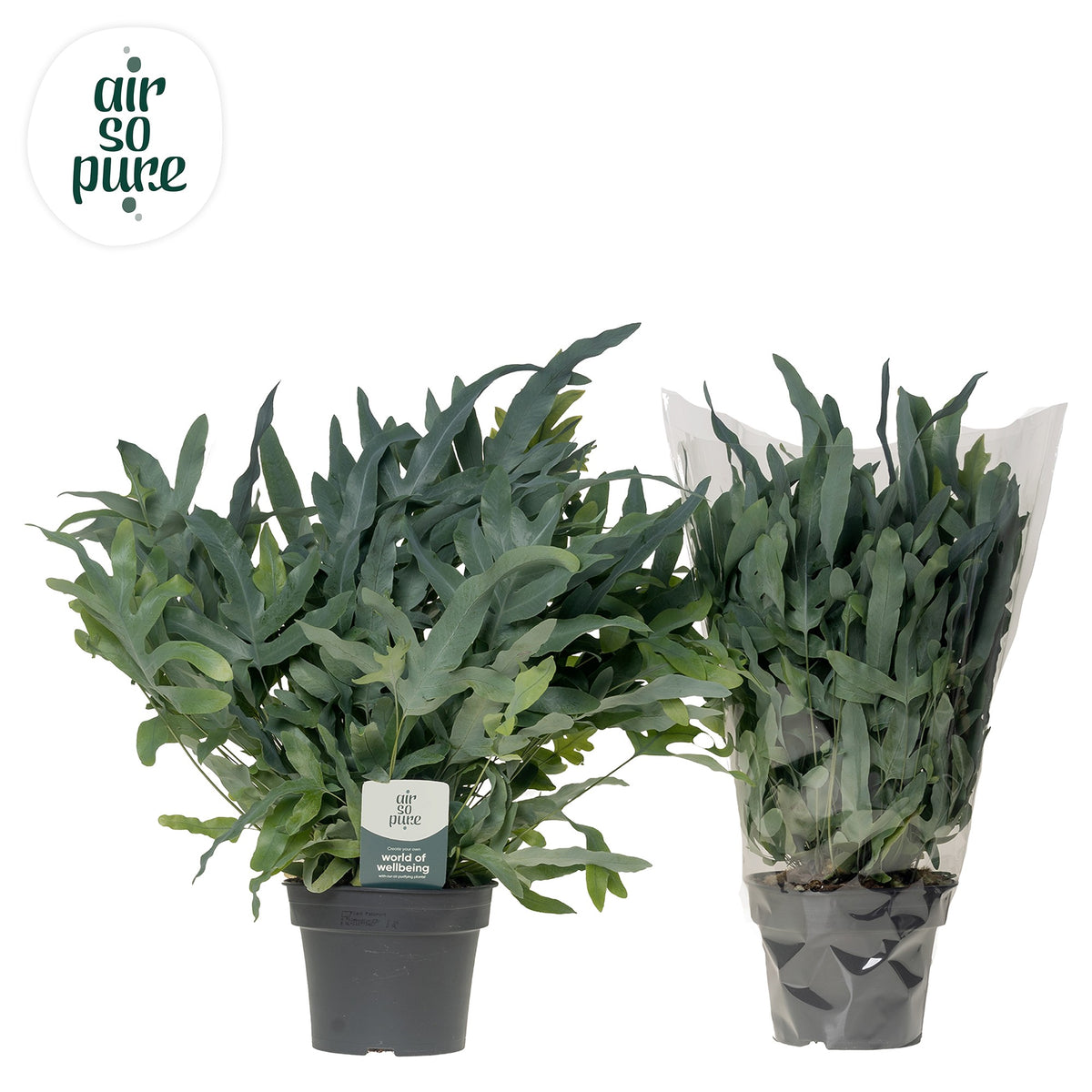 Phlebodium Blue Star 50cm 17cm Pot