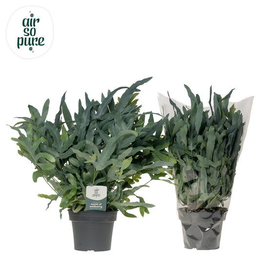 Phlebodium Blue Star 50cm 17cm Pot