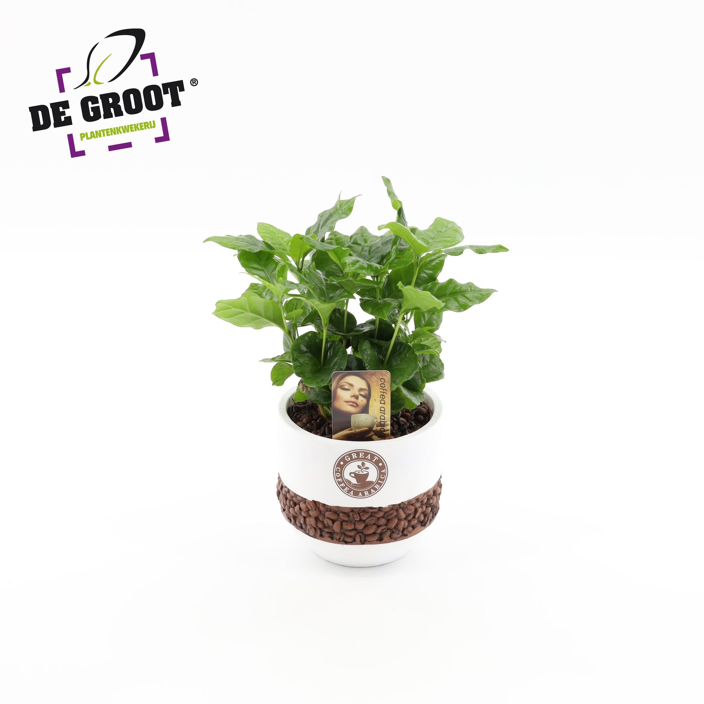 Coffea arabica 35cm 12cm Pot