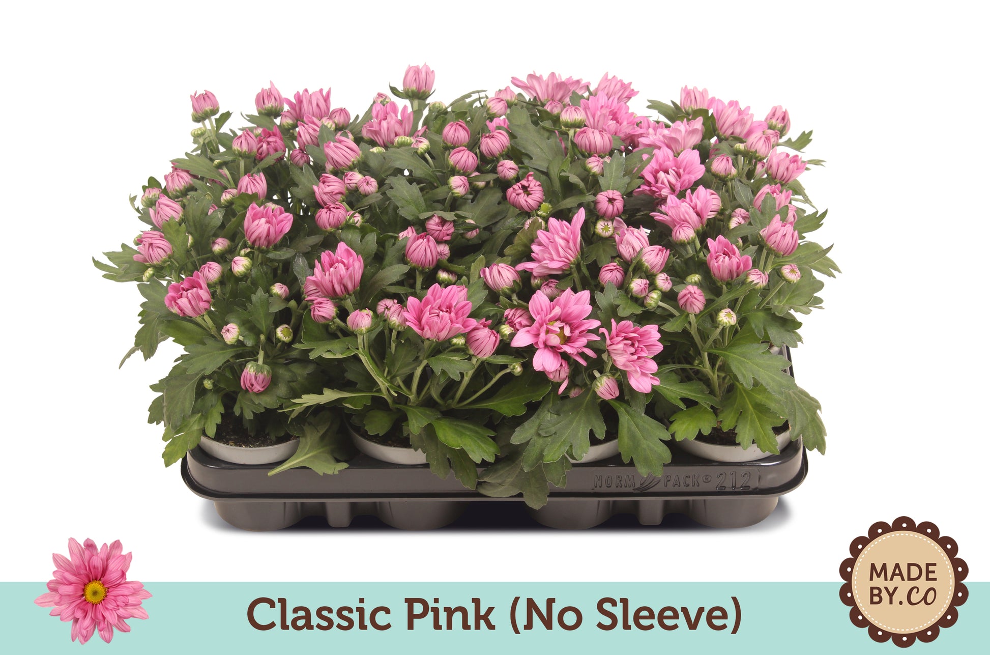 Chrysanthemum Ciao 22cm 9cm Pot