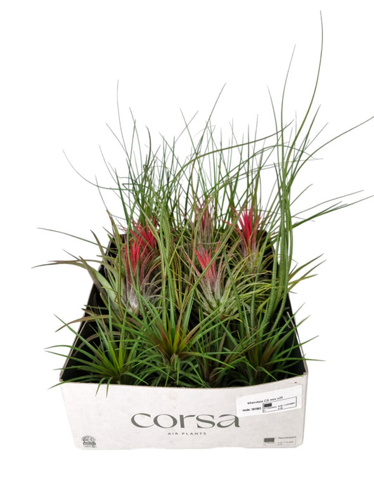tillandsia-mix-7cm-7cm-pot