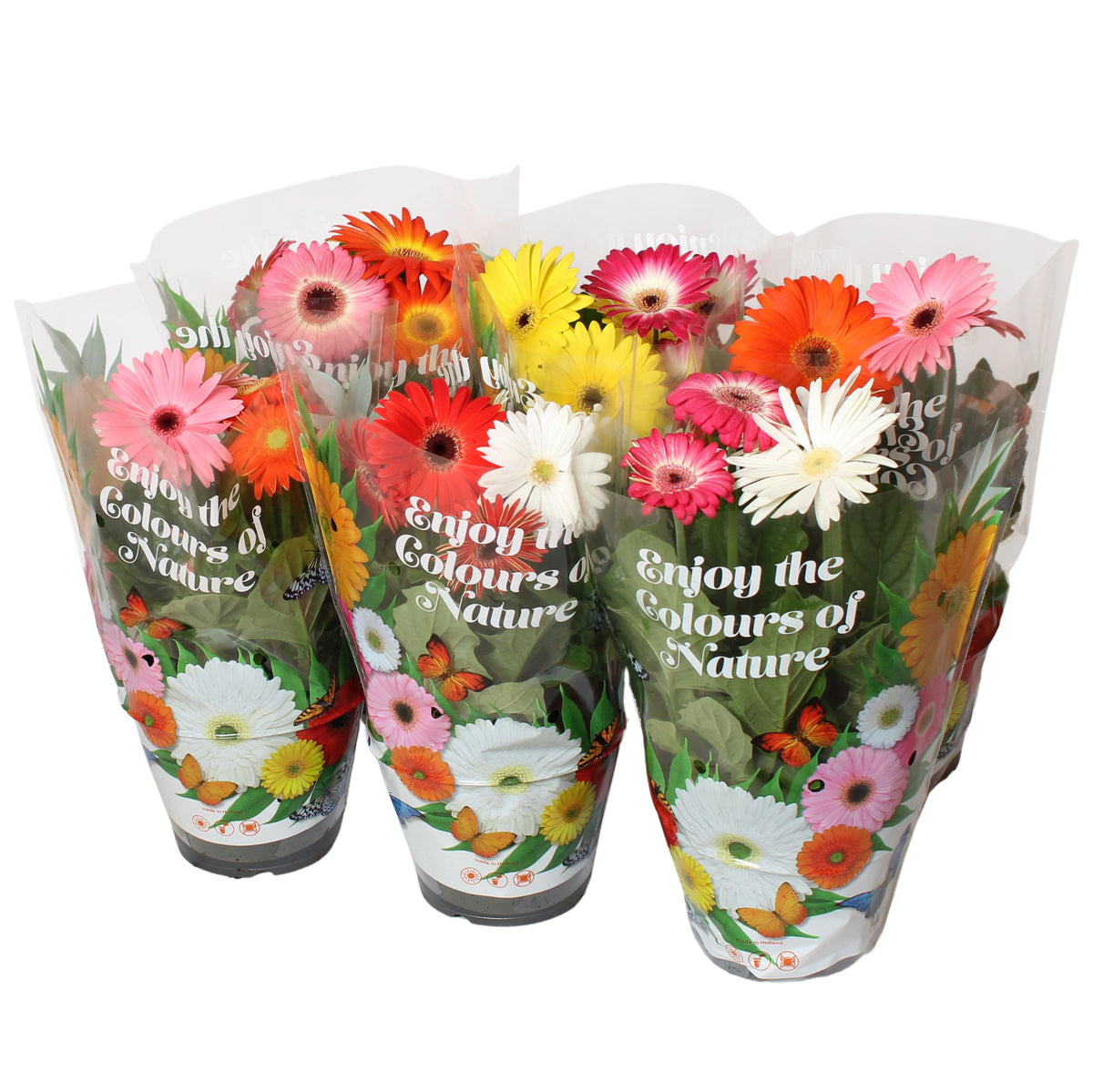 Gerbera mix 25cm 17cm Pot
