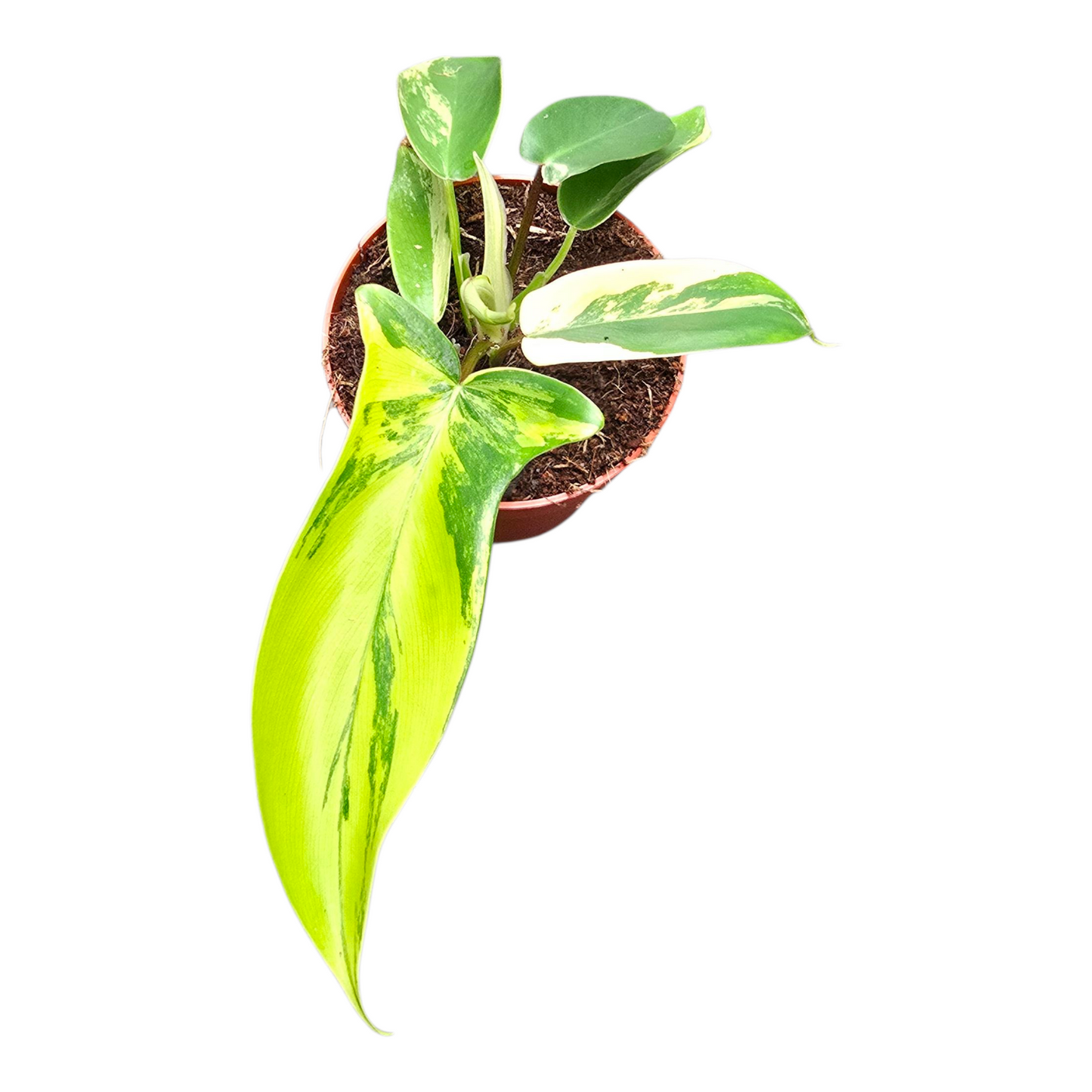 Casa Botanica Philodendron scandens Pack of 8