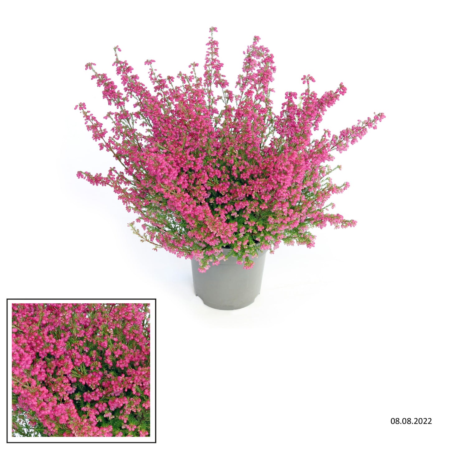 Erica gracilis 30cm 12cm Pot