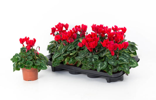 Cyclamen Allure red 20cm 10.5cm Pot