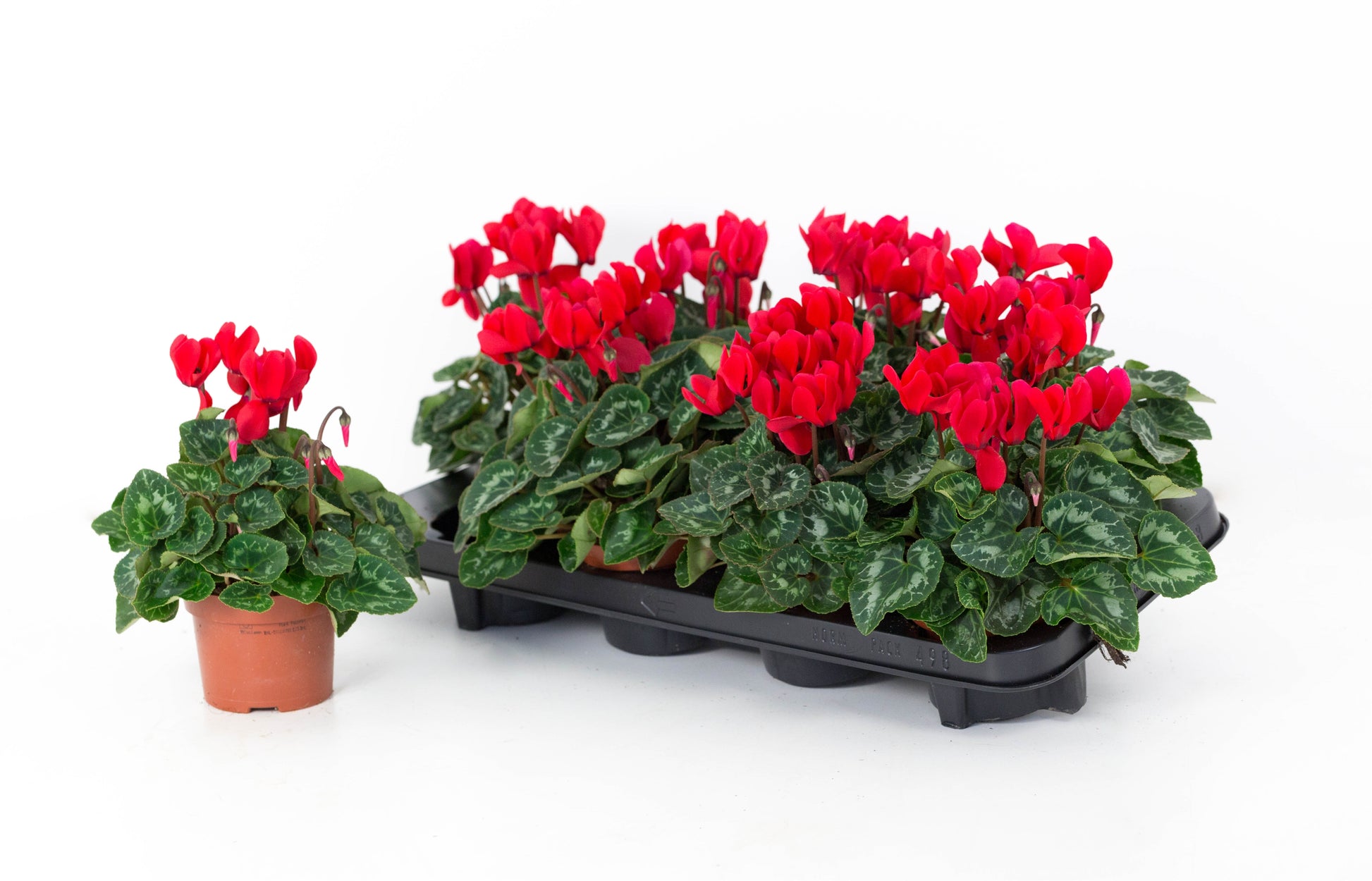 Valk, B. van der Cyclamen Allure red Pack of 8