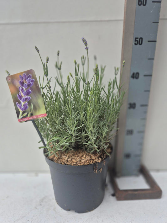 Lavender Essence Purple 50cm 23cm Pot