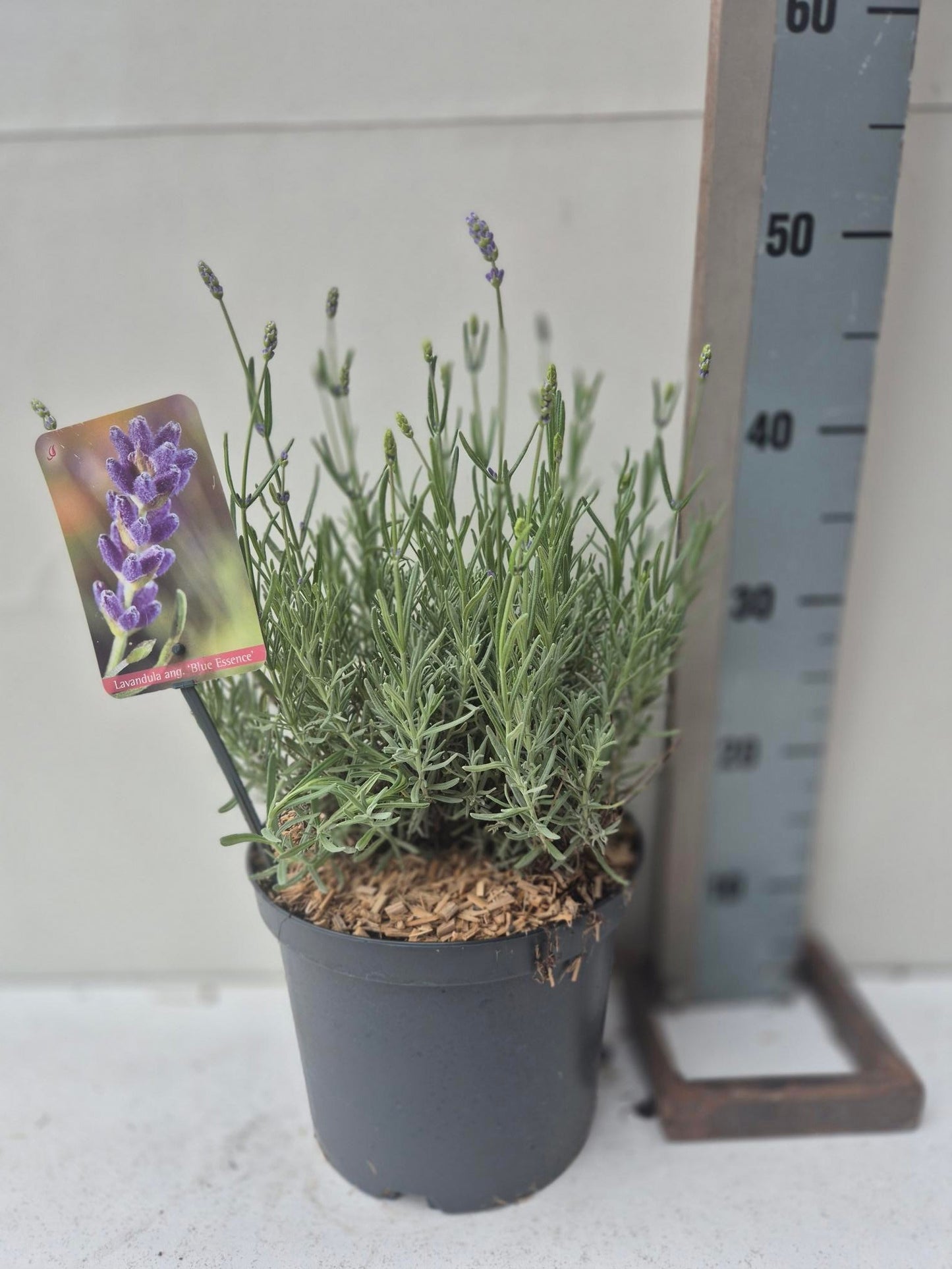 Roessel Tuinpl. VOF, B. v. Lavender Essence Purple Pack of 1
