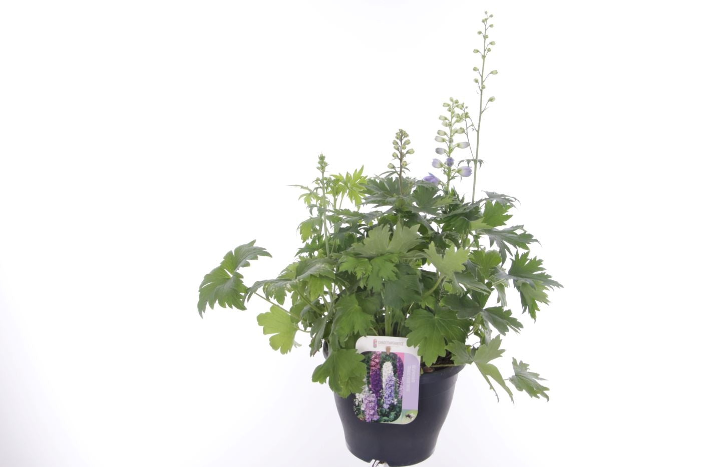 Delphinium Magic Fountains mix 65cm 23cm Pot