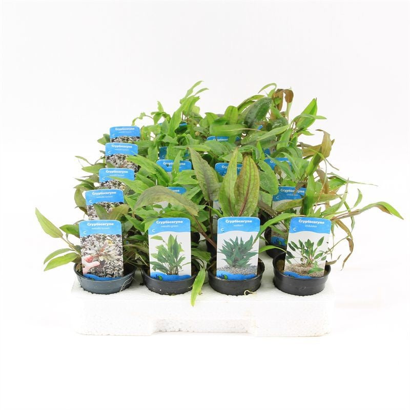 Aquarium plant mix 10cm 5cm Pot