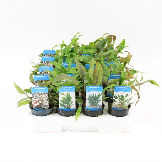 Aquarium plant mix 10cm 5cm Pot