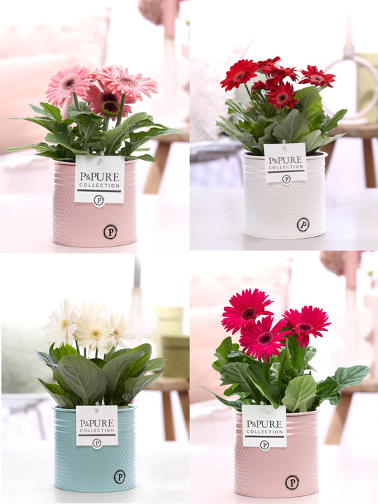 Gerbera mix 22cm 12cm Pot