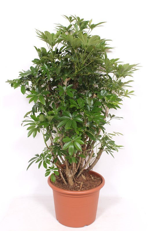Schefflera Compacta 140cm 40cm Pot