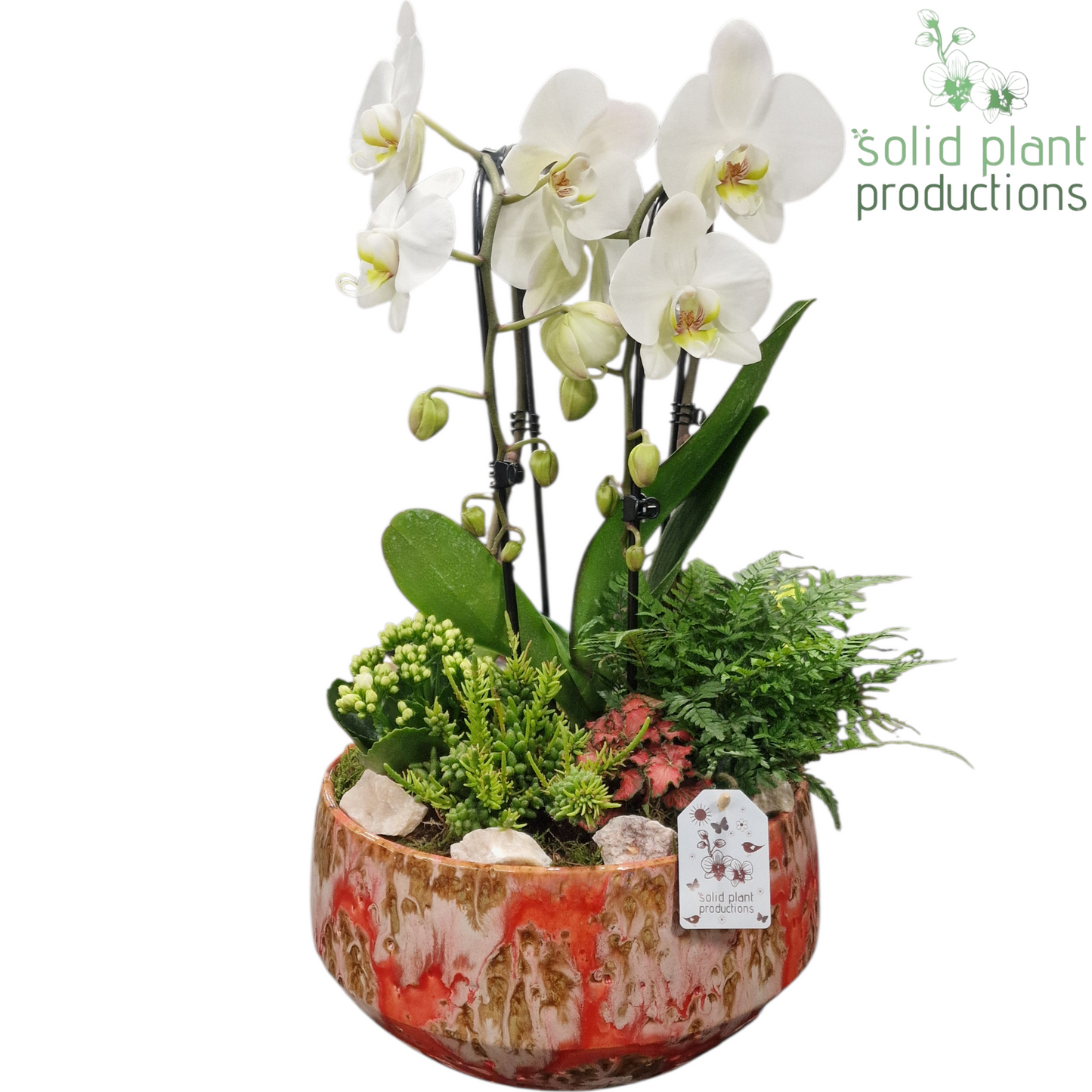 PH109 Sophia Festival Pink 50cm 28cm Pot
