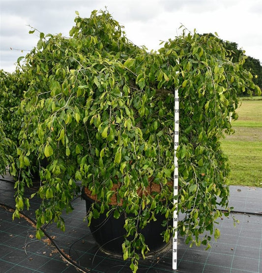 Parrotia persica 240cm 110cm Pot