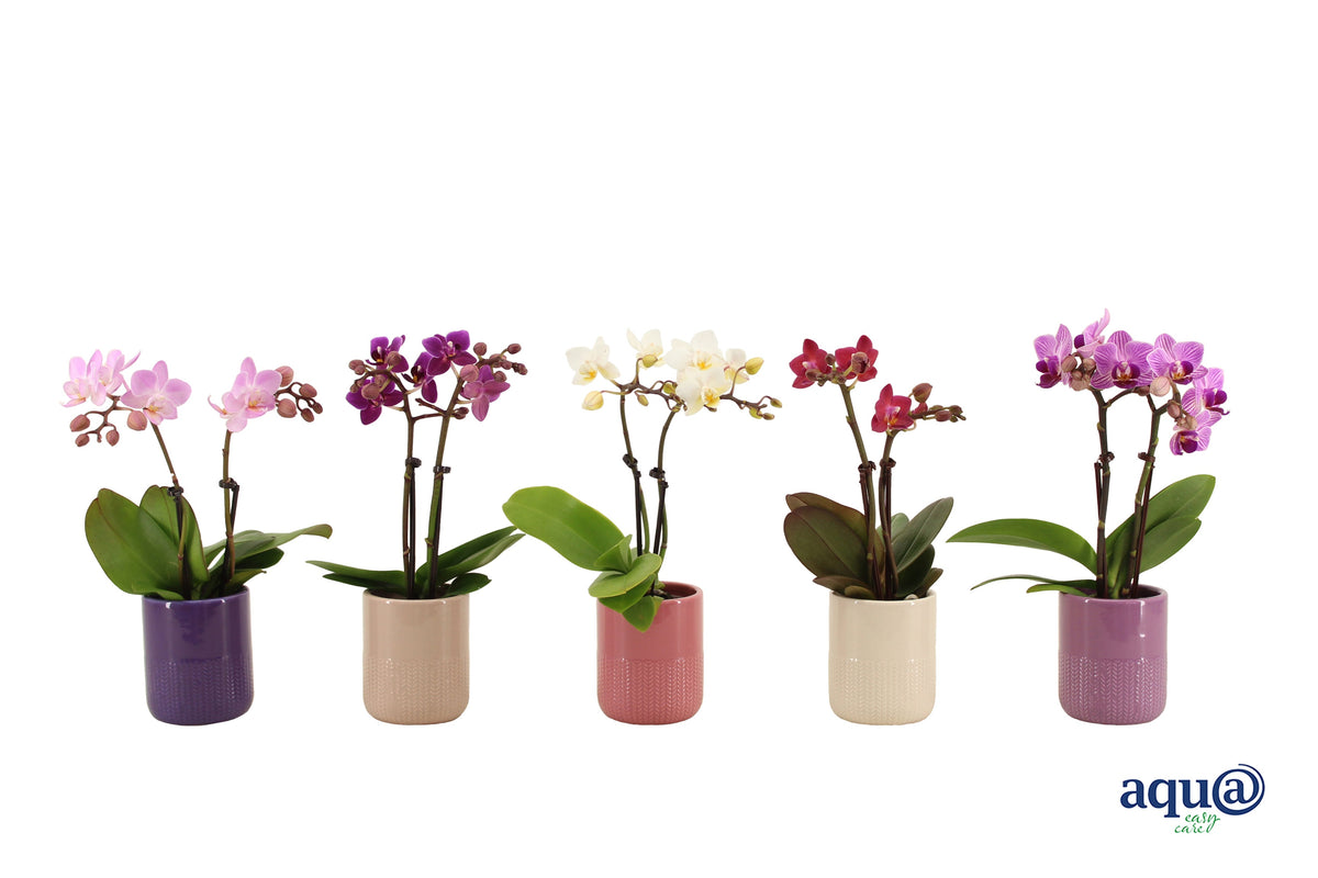 Phalaenopsis hybrid 17cm 6cm Pot
