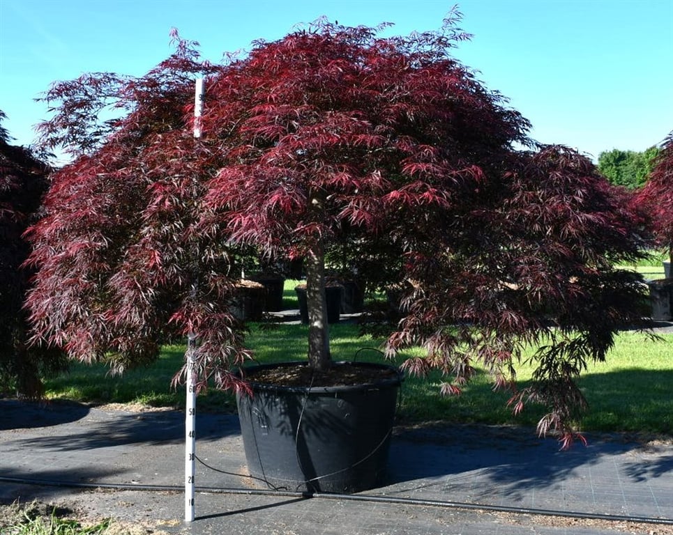 Acer Inaba-shidare 240cm 90cm Pot