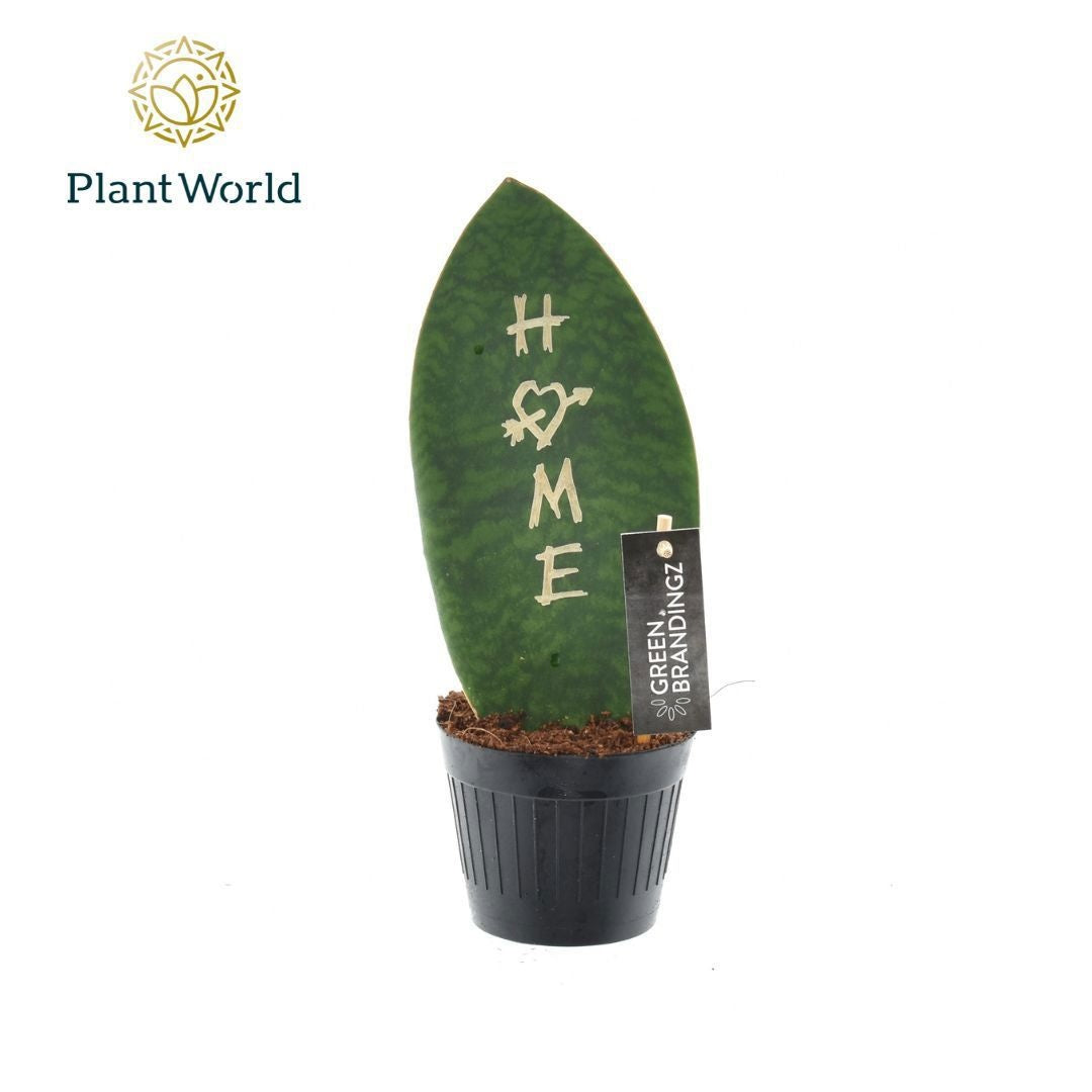 Sansevieria 35cm 510cm Pot