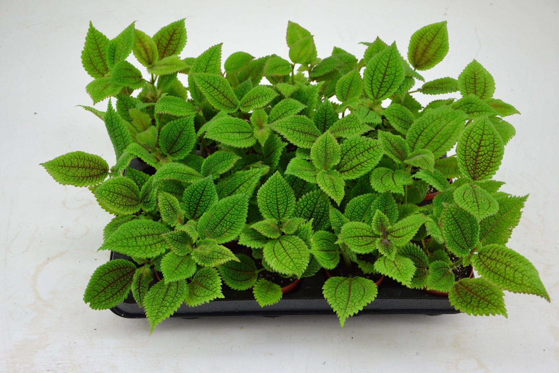 Schoenmakers Verkoop BV Pilea Moon Valley Pack of 16