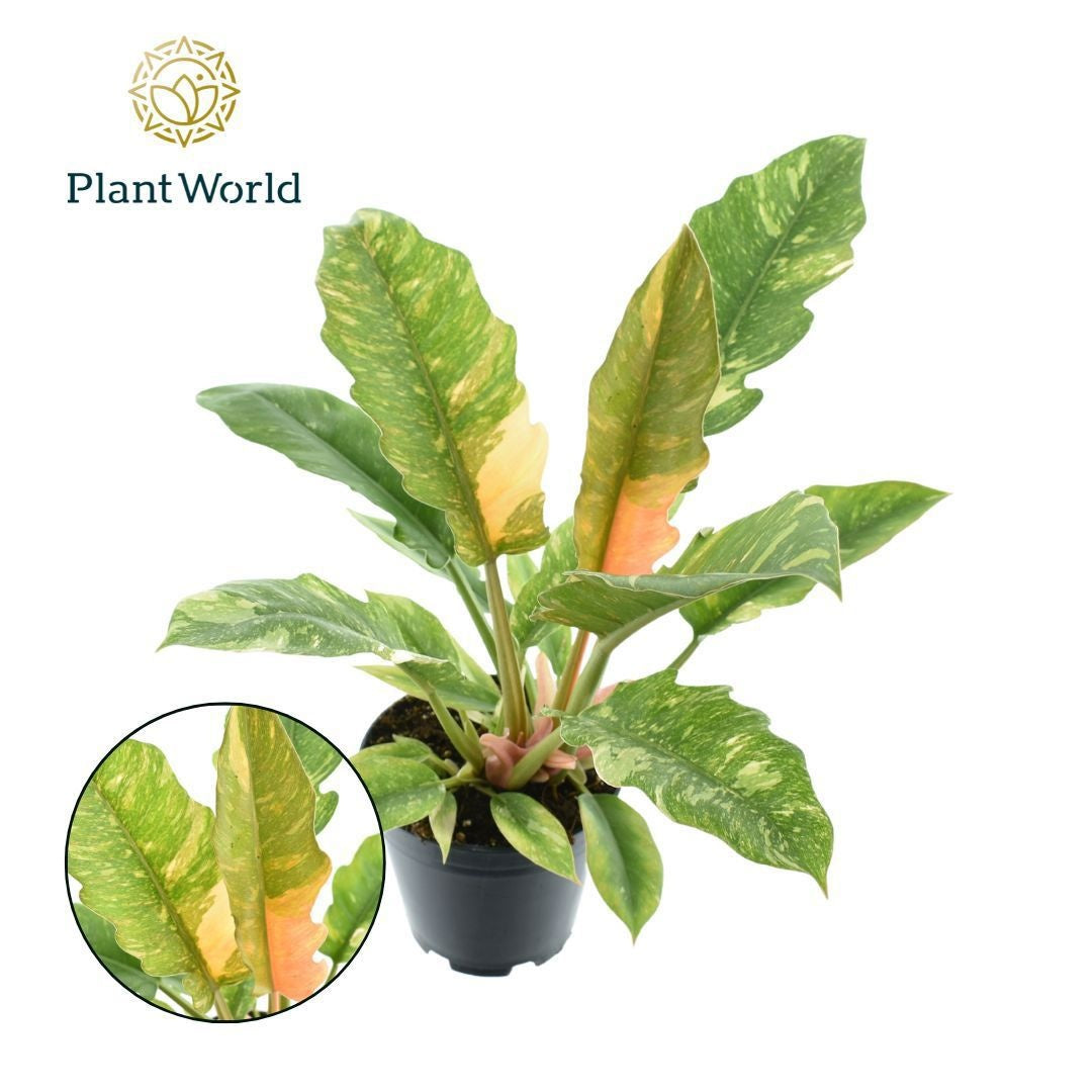 Plantworld Jogrow Philodendron Ring of Fire Pack of 7