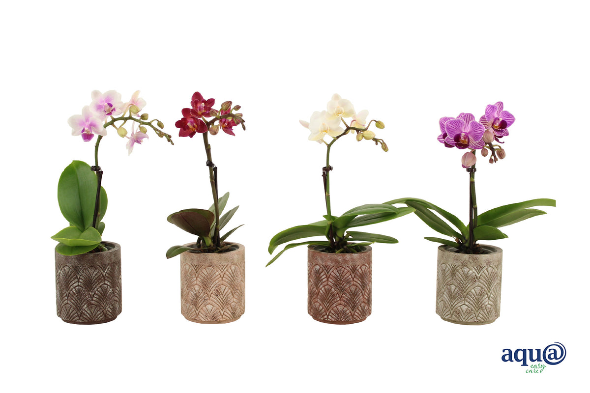 Phalaenopsis mf. mix (+ drp.ceramic) 17cm 6cm Pot