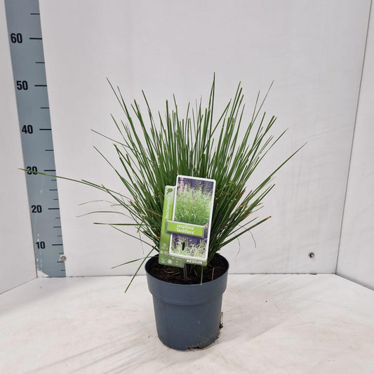 Deschampsia cespitosa 45cm 17cm Pot