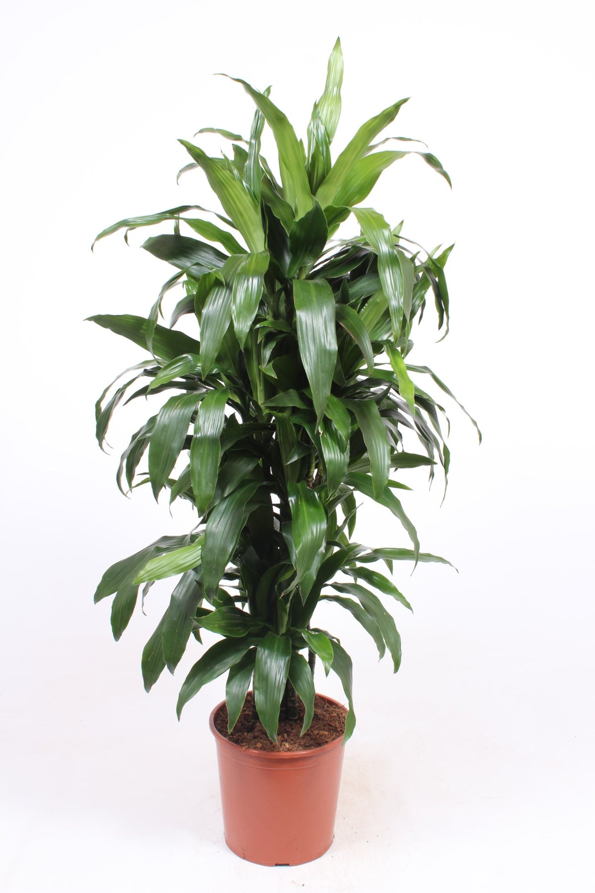 Dracaena fragrans Janet Craig 160cm 30cm Pot