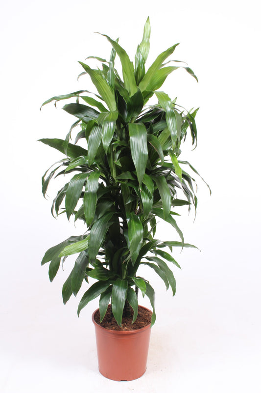 Dracaena fragrans Janet Craig 160cm 30cm Pot
