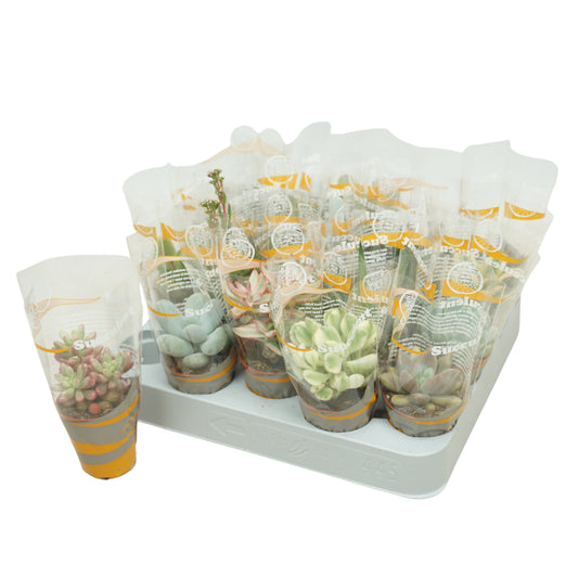 Succulent mix 8cm 5.5cm Pot
