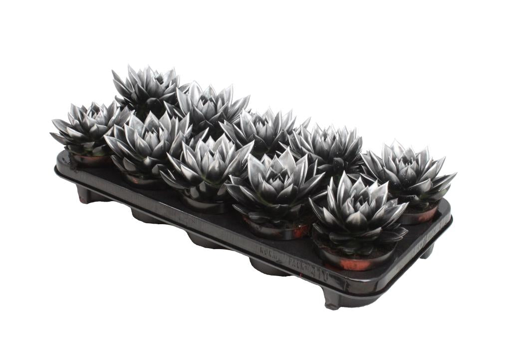 Echeveria colored silver 13cm 10.5cm Pot