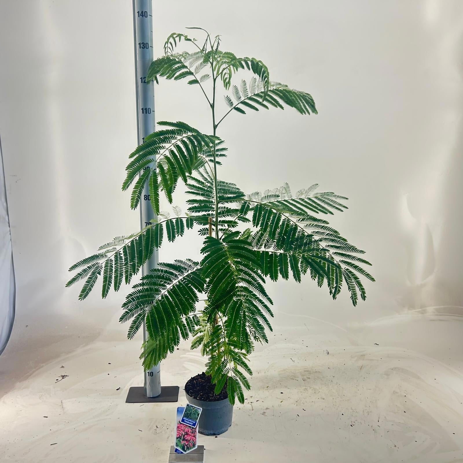 Albizia julibrissin 120cm 19cm Pot