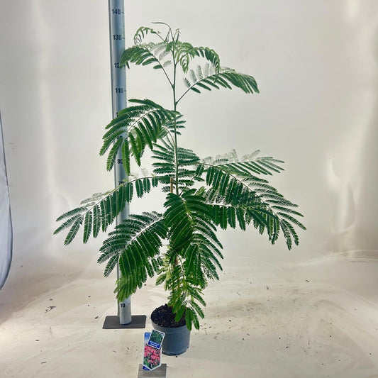 Albizia julibrissin 120cm 19cm Pot