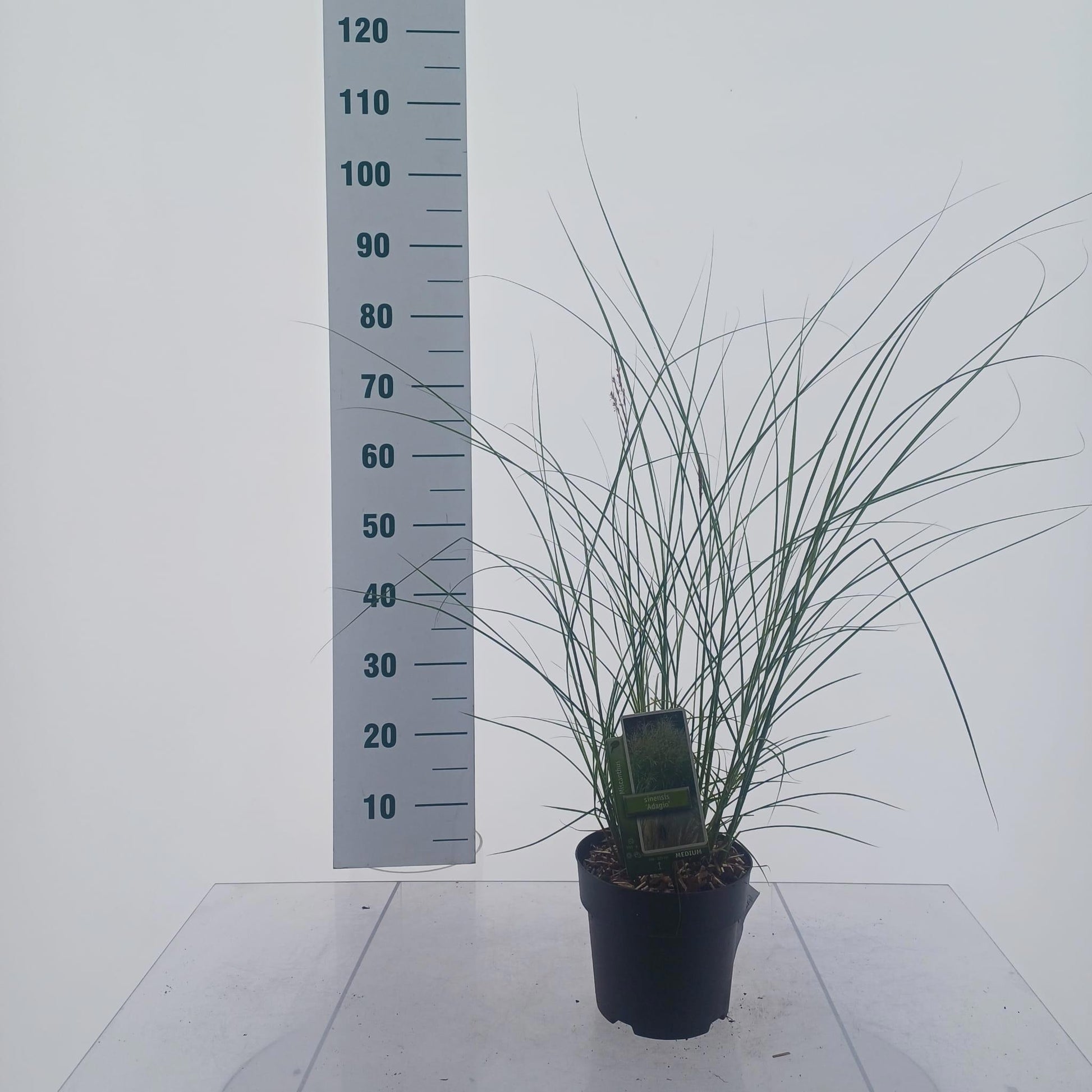 Miscanthus sin. Adagio 60cm 19cm Pot