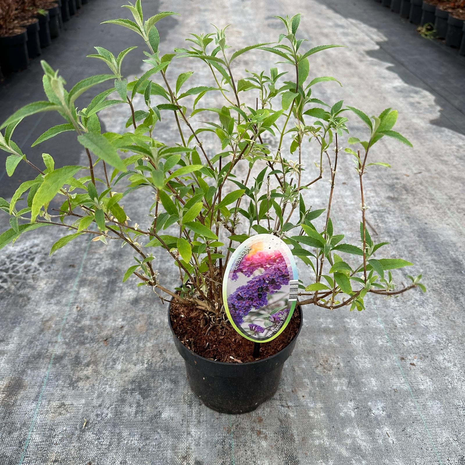 Buddleja davidii Nanho Blue 30cm 17cm Pot